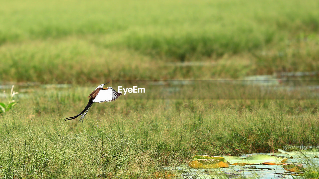 BIRD FLYING ABOVE A FIELD