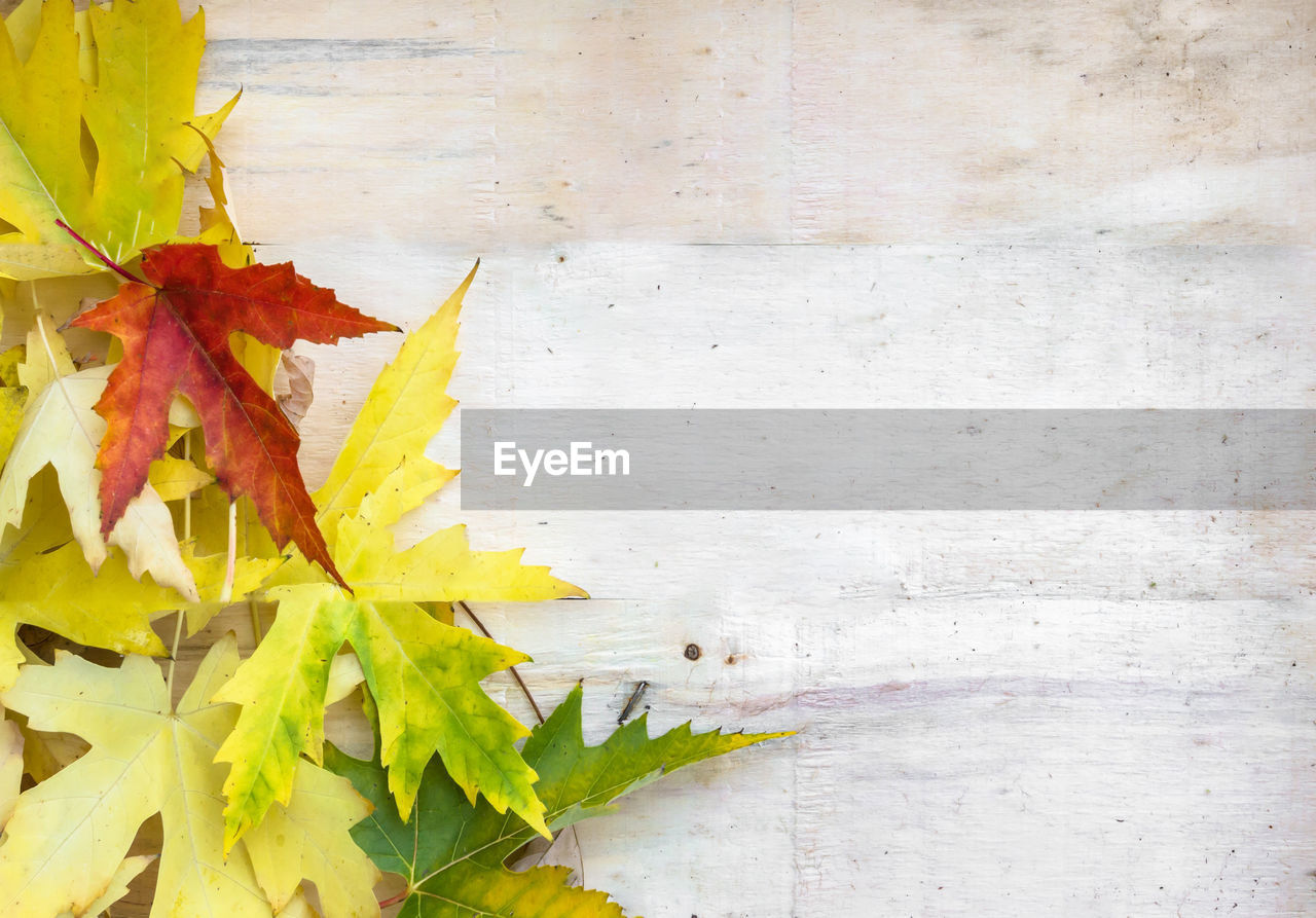 CLOSE-UP OF YELLOW MAPLE LEAVES ON WOOD