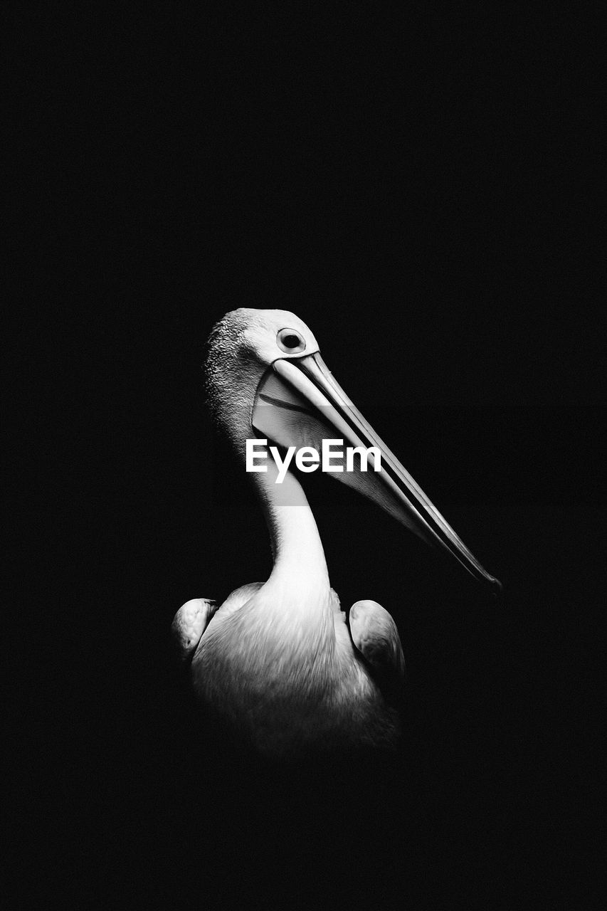 Close-up of pelican against black background