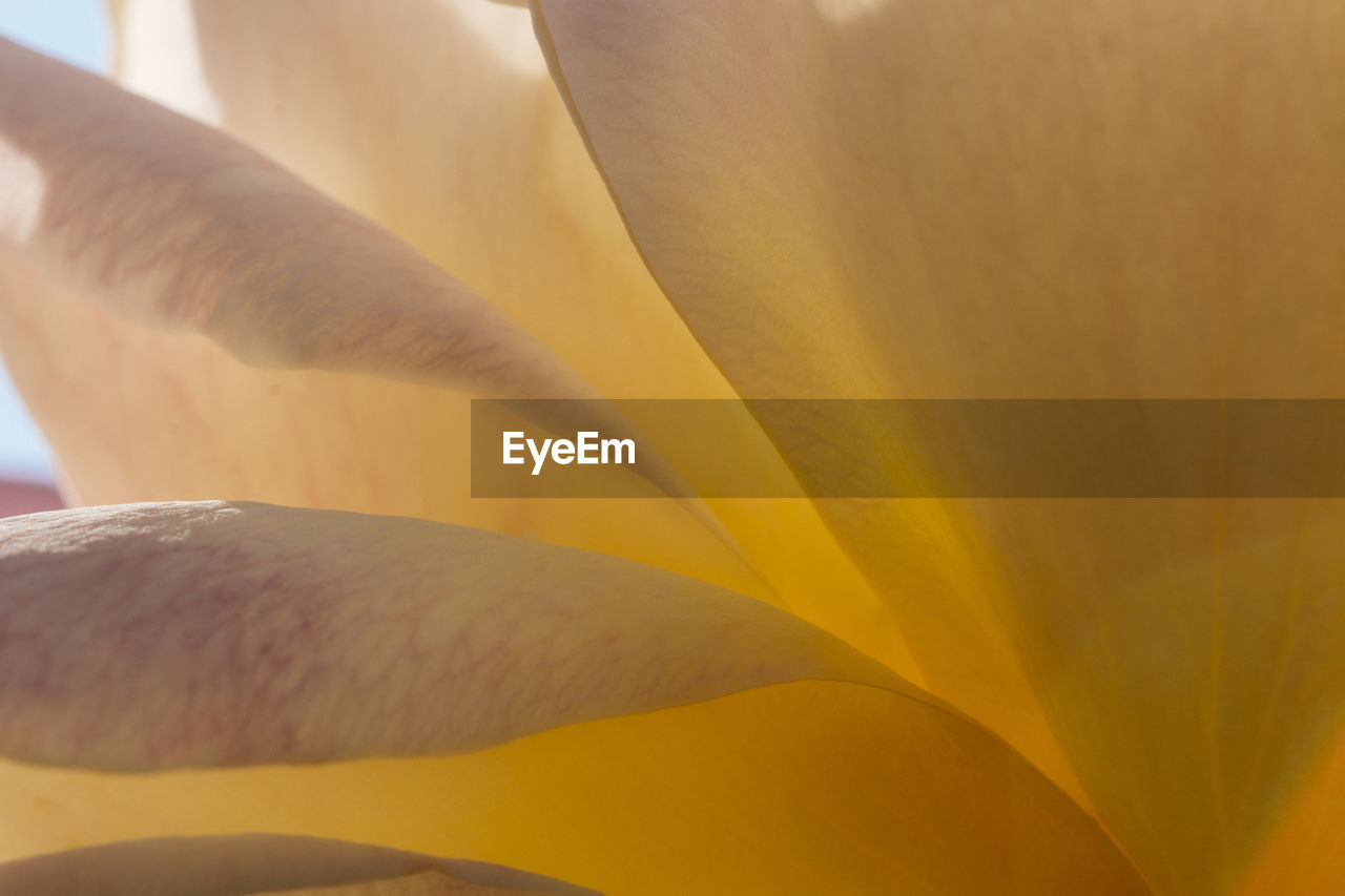 Extreme close-up of yellow flower