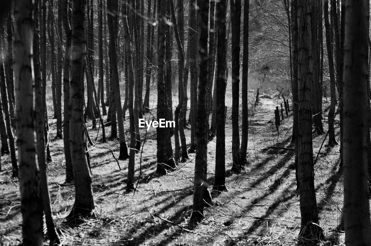 TREES ON FOREST