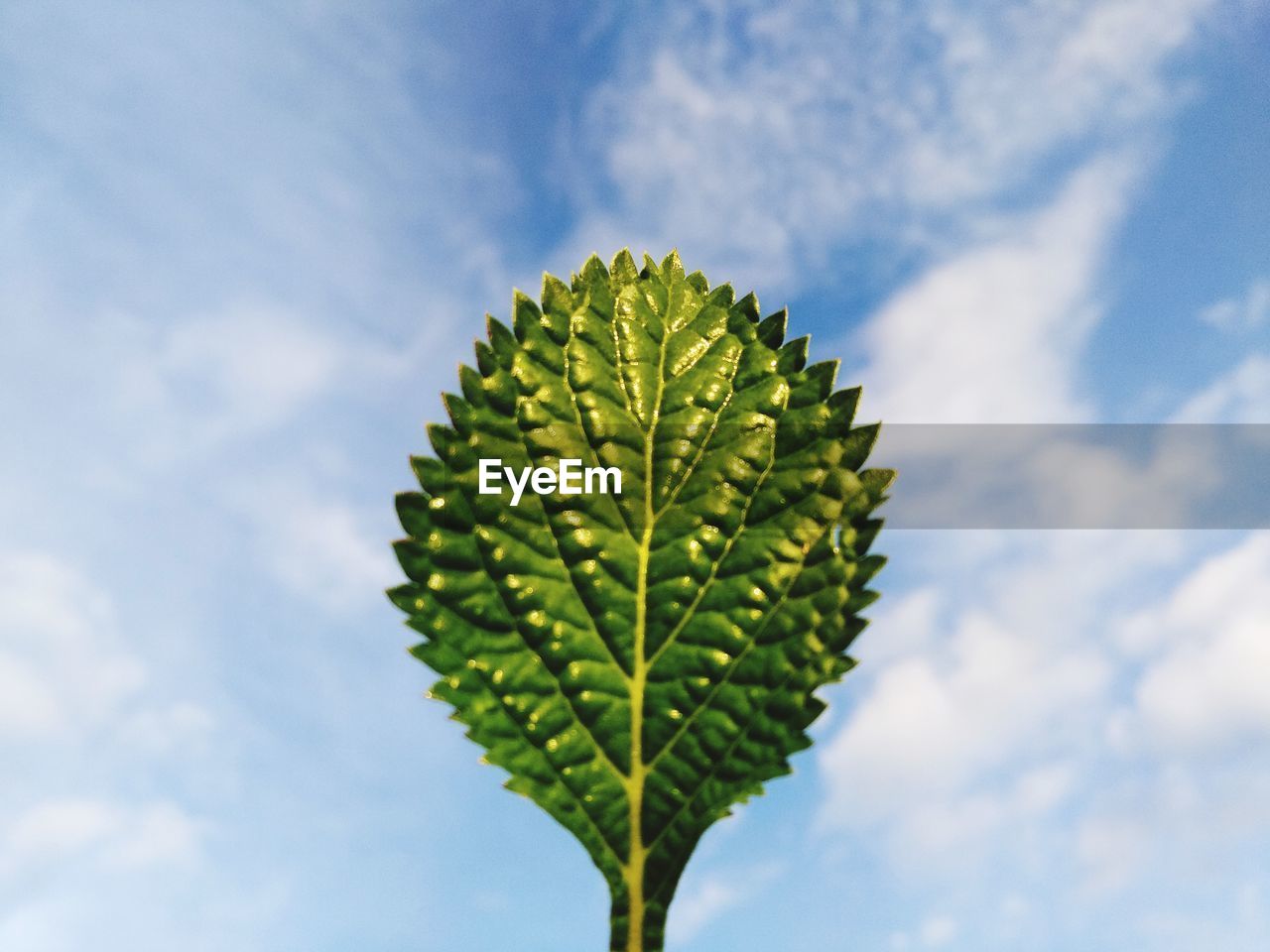 Low angle view of plant against sky