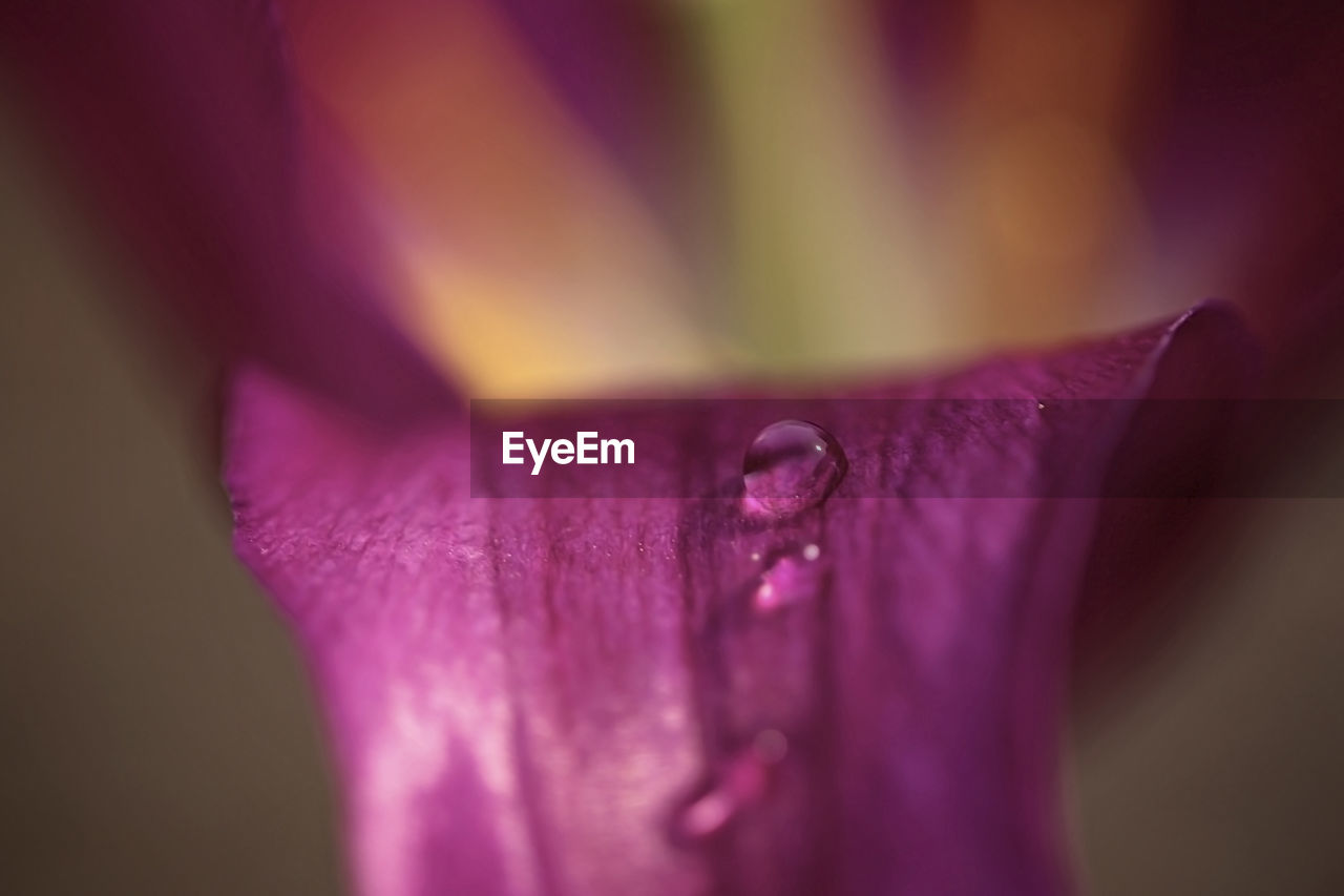 CLOSE-UP OF WET PURPLE FLOWER PETAL