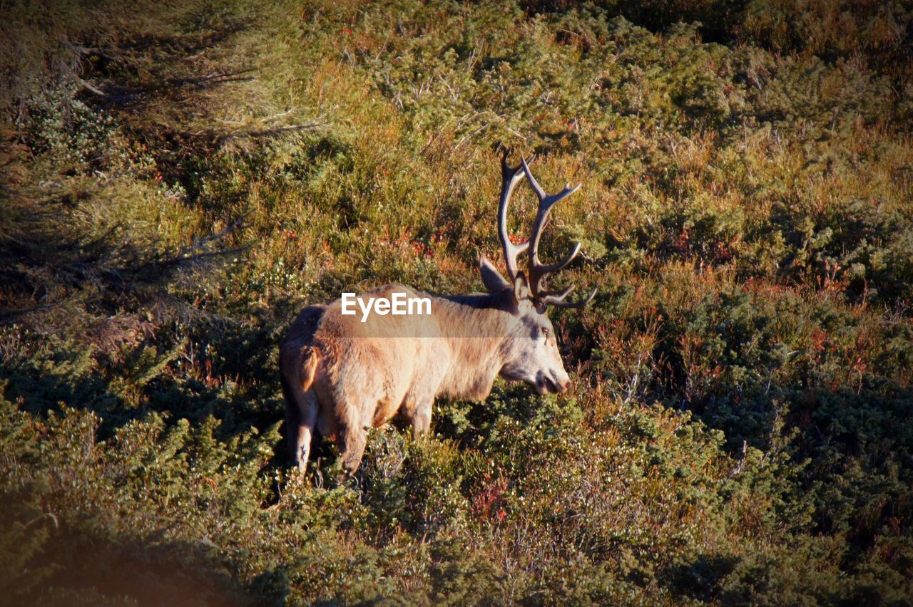 Close-up of deer on field