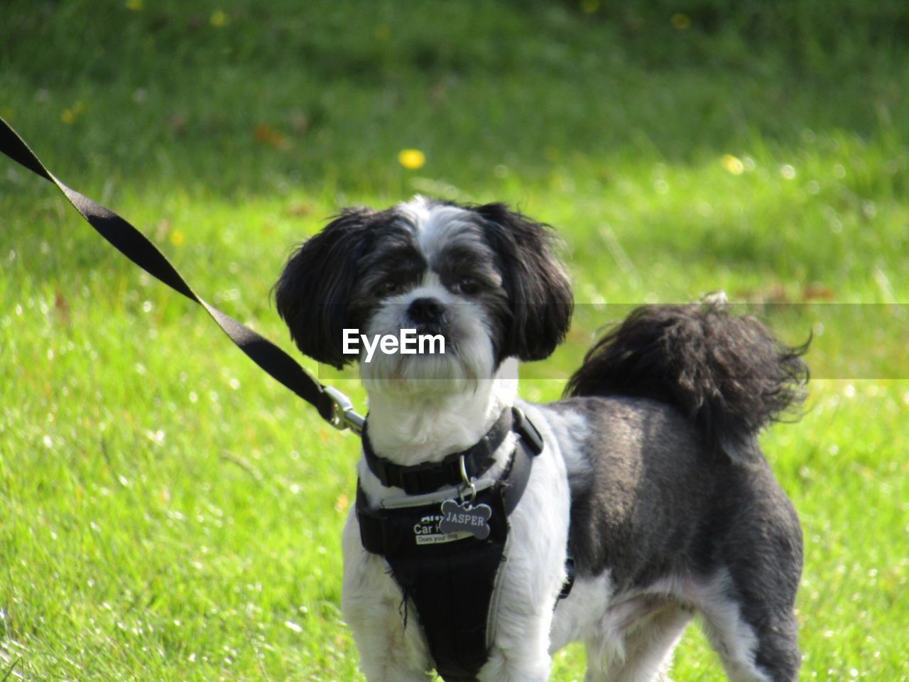 PORTRAIT OF DOG ON GRASS