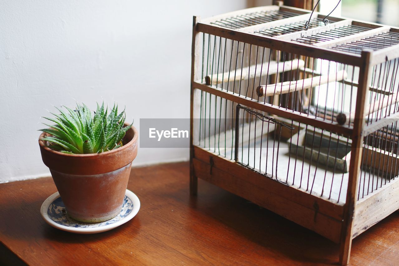 Close-up of potted plant on table