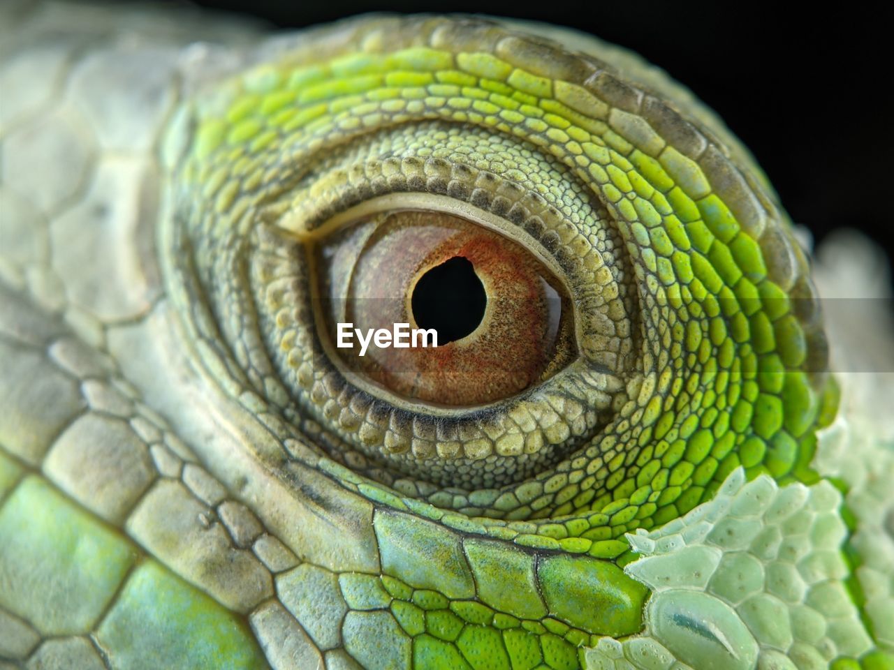 CLOSE-UP OF A REPTILE
