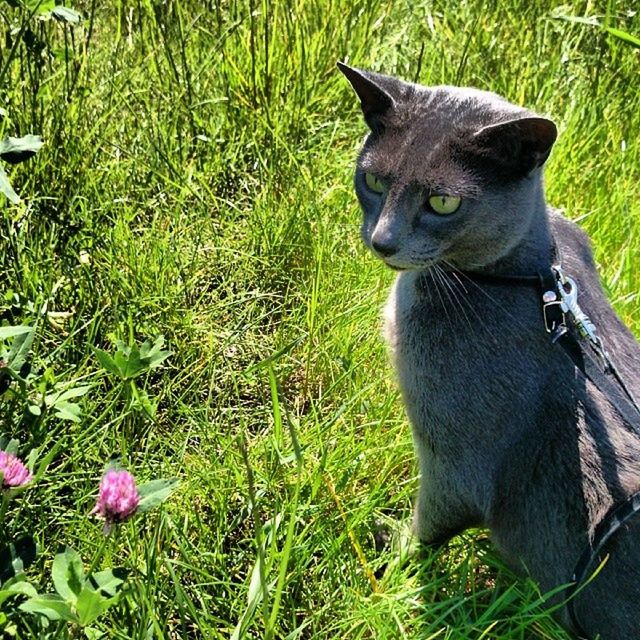 PORTRAIT OF CAT ON GRASSY FIELD