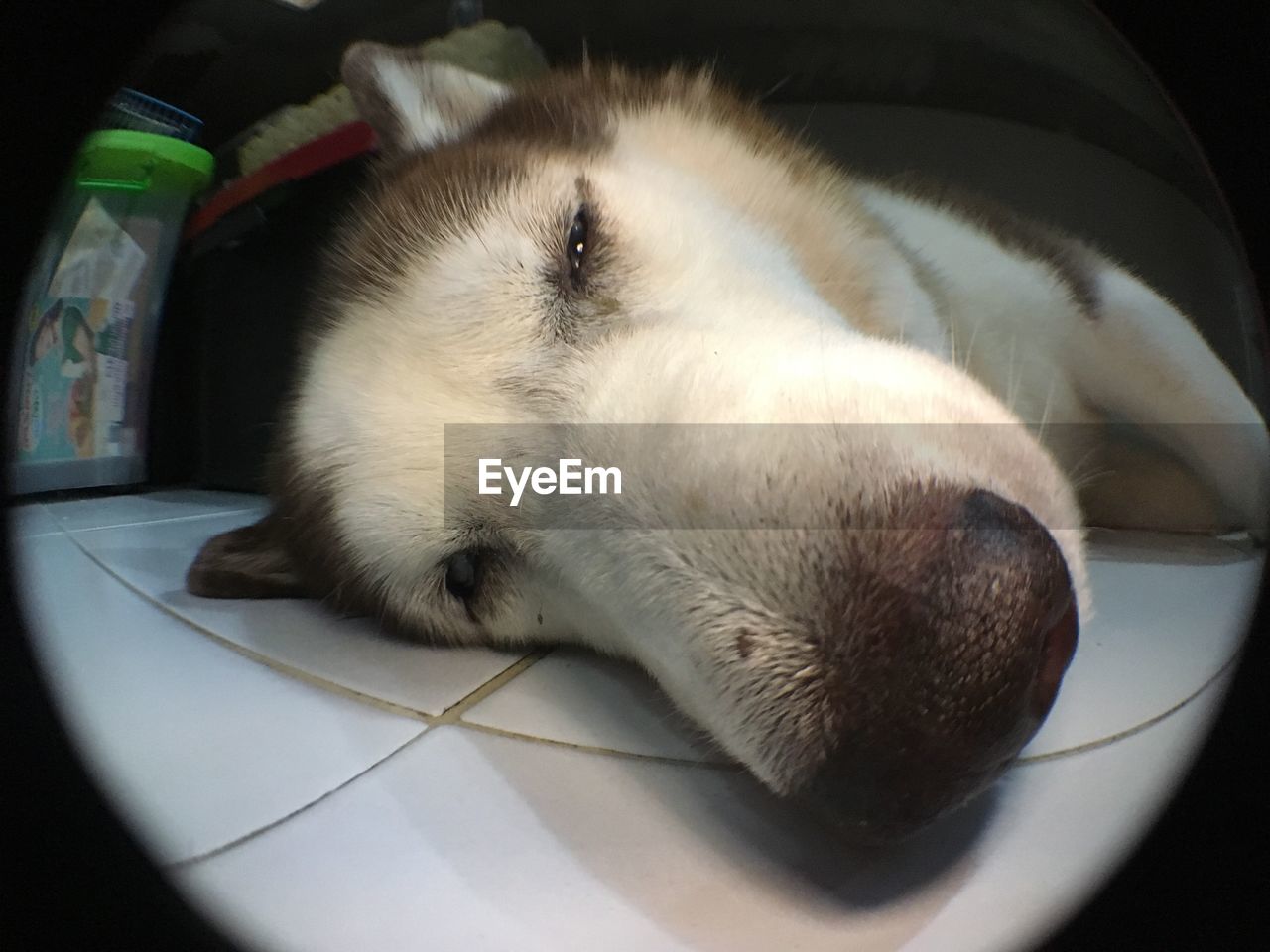 CLOSE-UP OF A DOG SLEEPING IN THE DARK