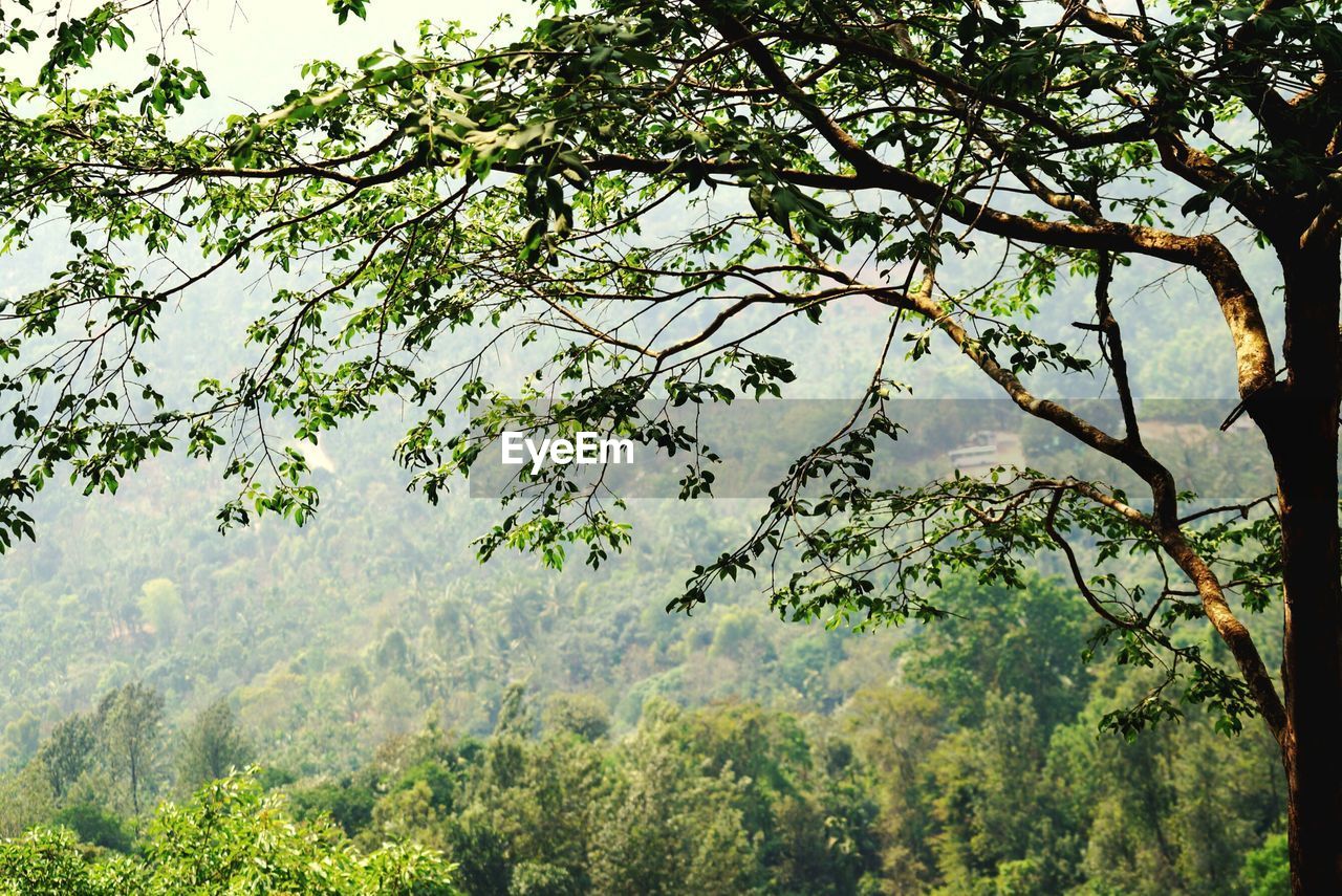 TREE IN FOREST