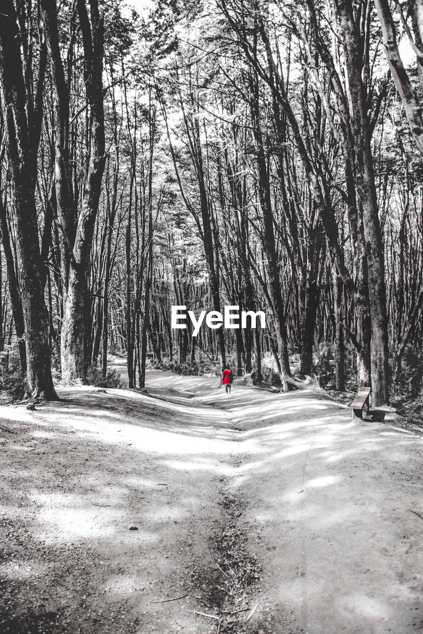 Mid distance view of man walking in forest during winter