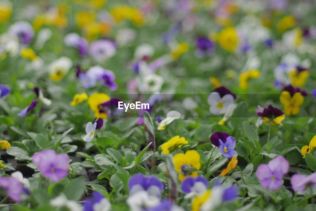 FULL FRAME SHOT OF PURPLE FLOWERS BLOOMING IN PARK