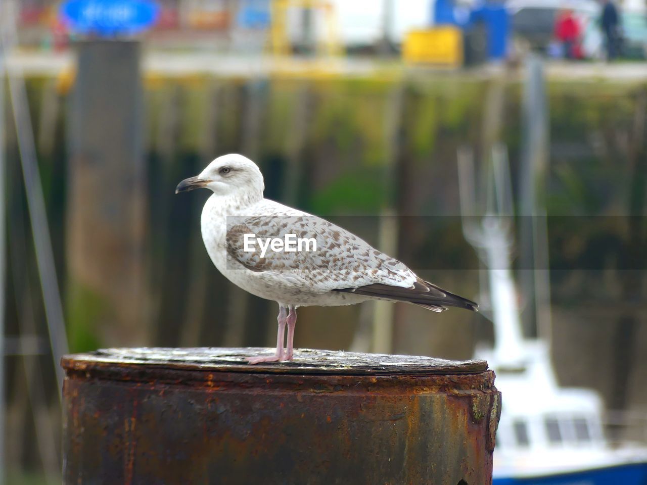 CLOSE-UP OF SEAGULL ON WOODEN POST