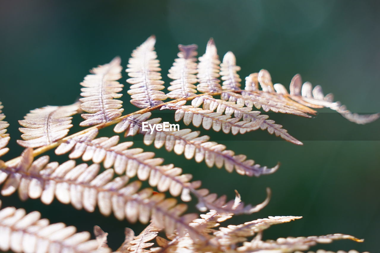 Close-up of fern leaf in autumn mood 