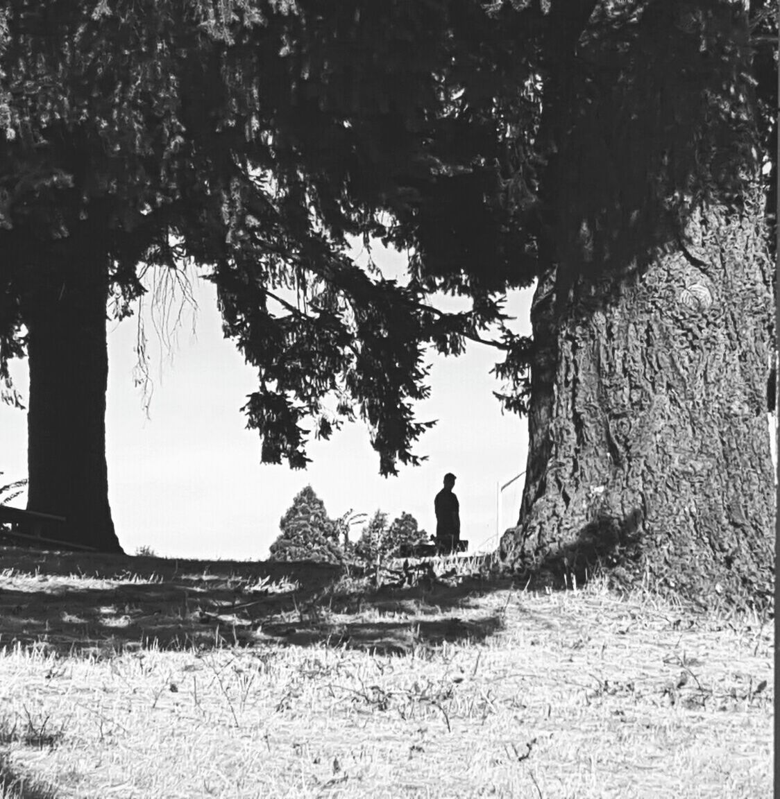 VIEW OF TREES ON LANDSCAPE