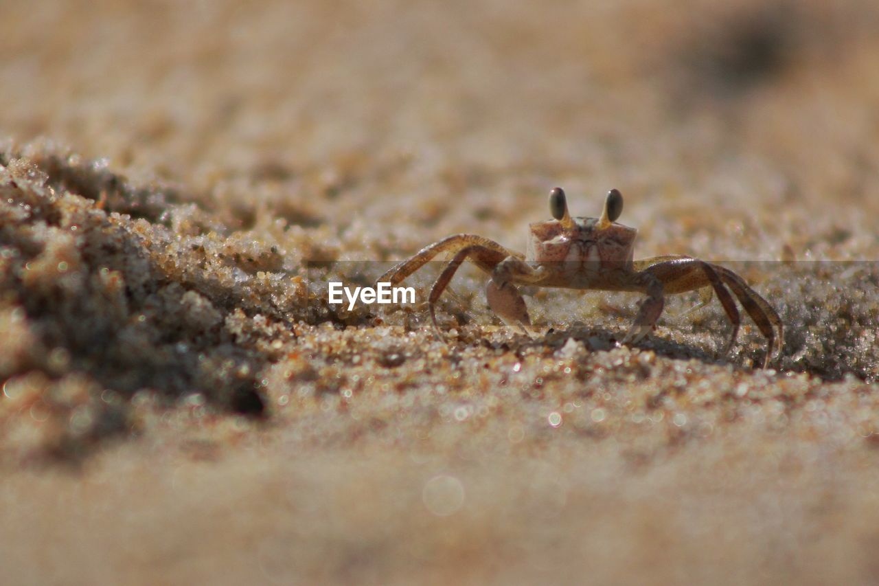 CLOSE-UP OF SNAKE ON SAND