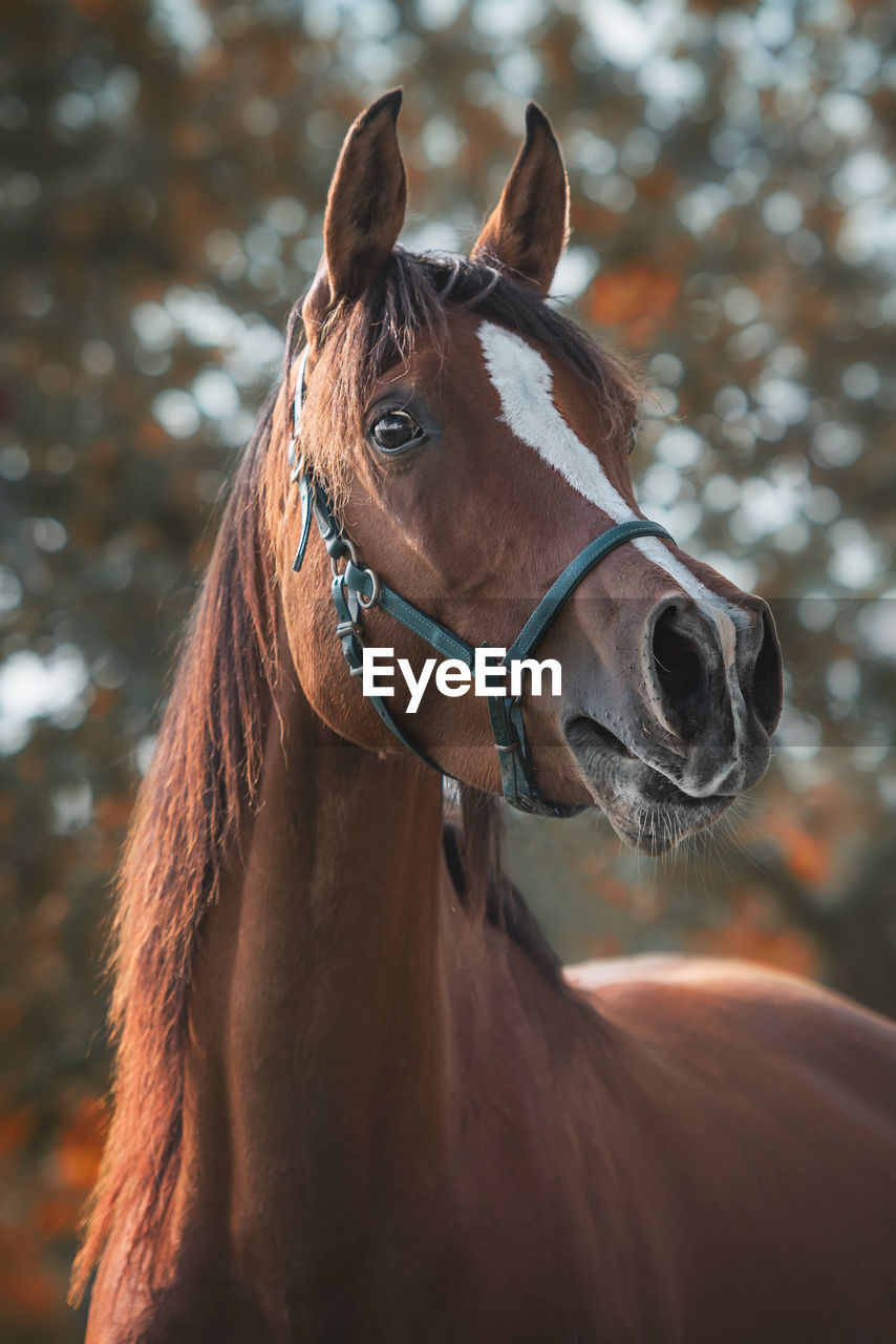 Horse standing outdoors