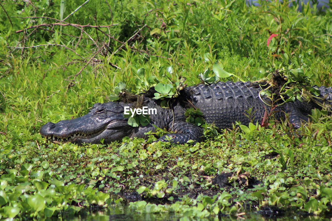 High angle view of alligator in water