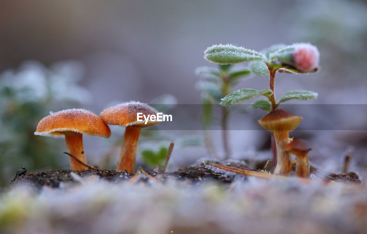 Close-up of frozen mushroom growing on field