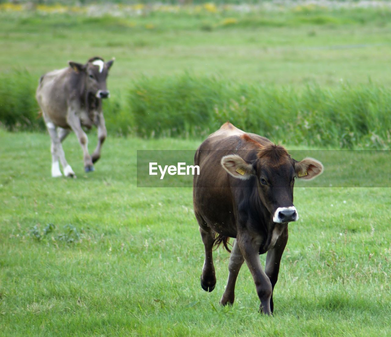 COW ON GRASSY FIELD