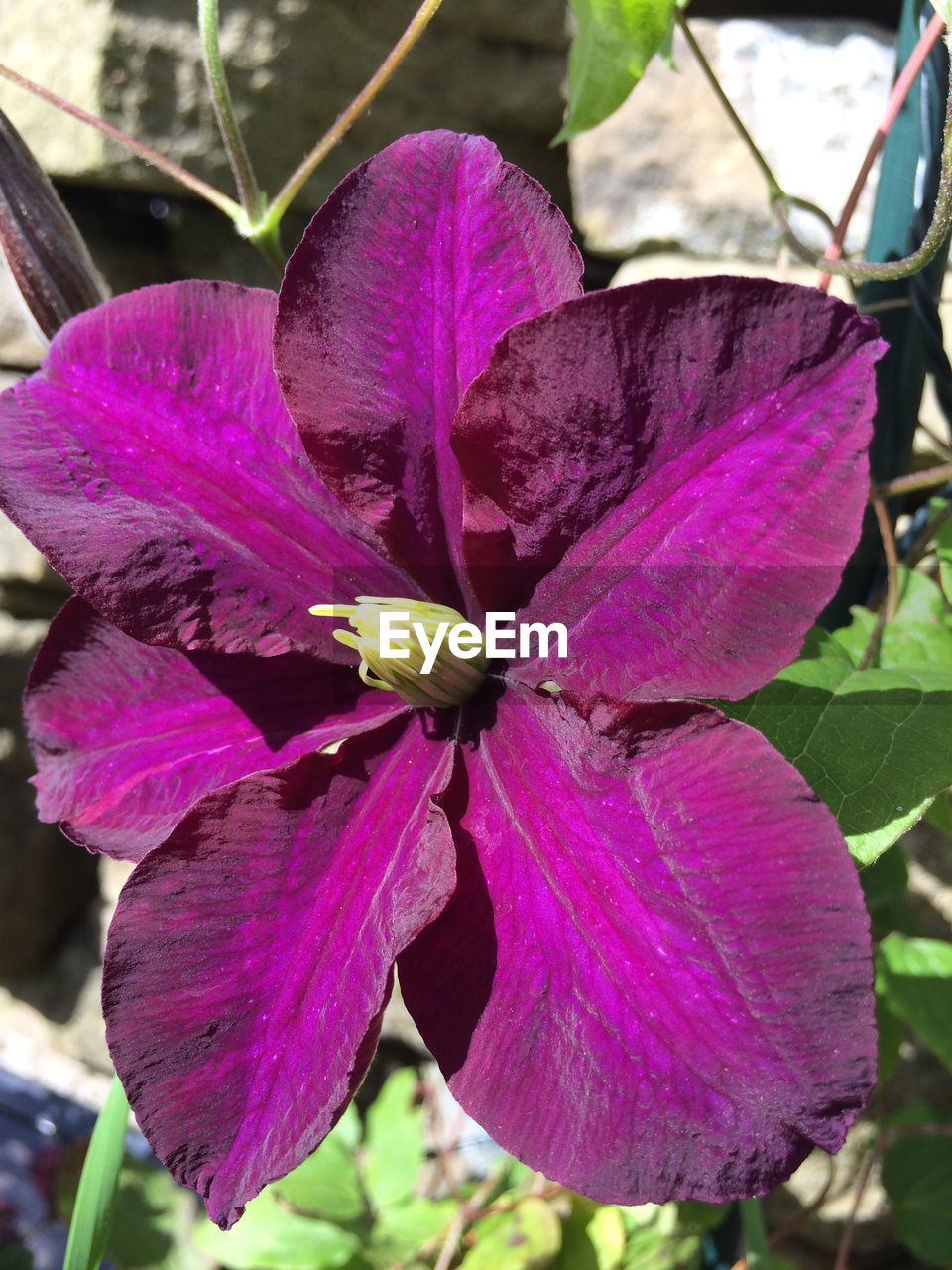 CLOSE-UP OF PINK FLOWERS BLOOMING