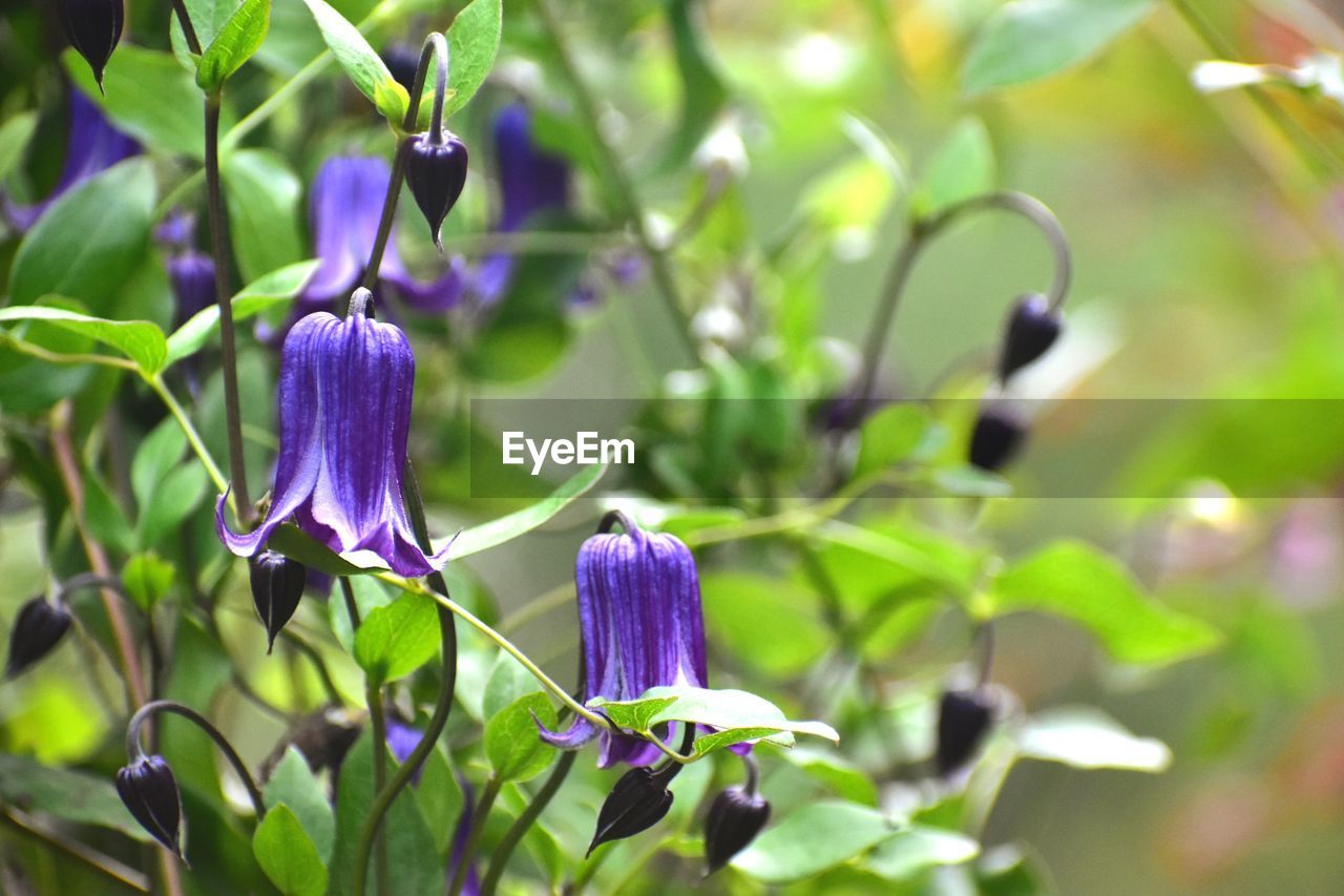 Close-up of purple flowering plant