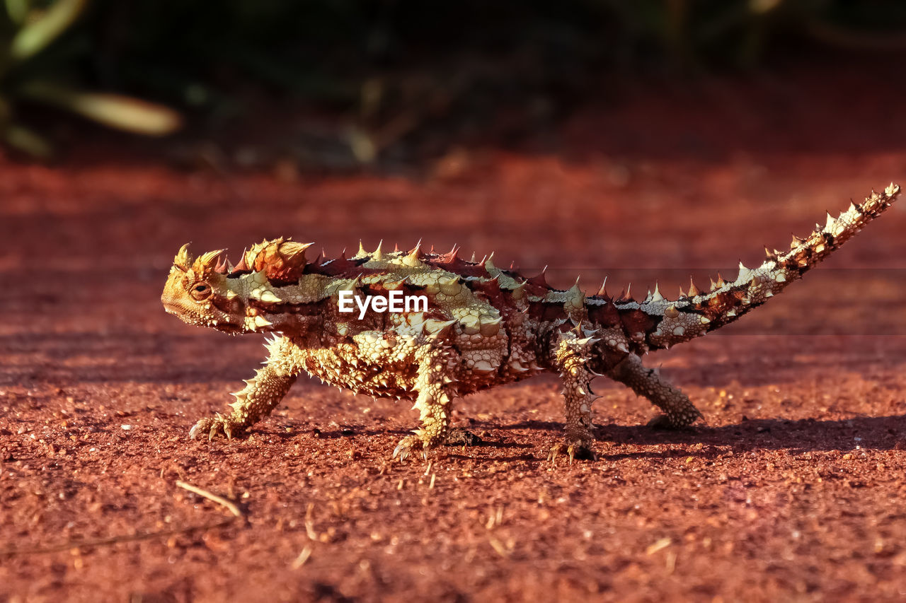 Close-up of thorny devil ilizard on land