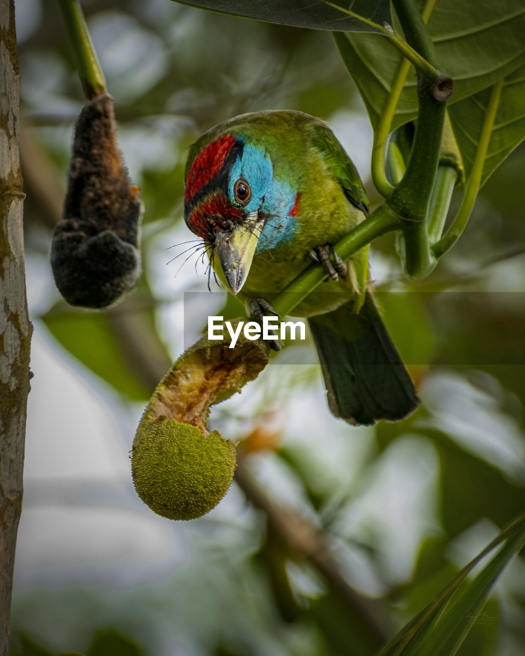 CLOSE-UP OF PARROT PERCHING ON PLANT