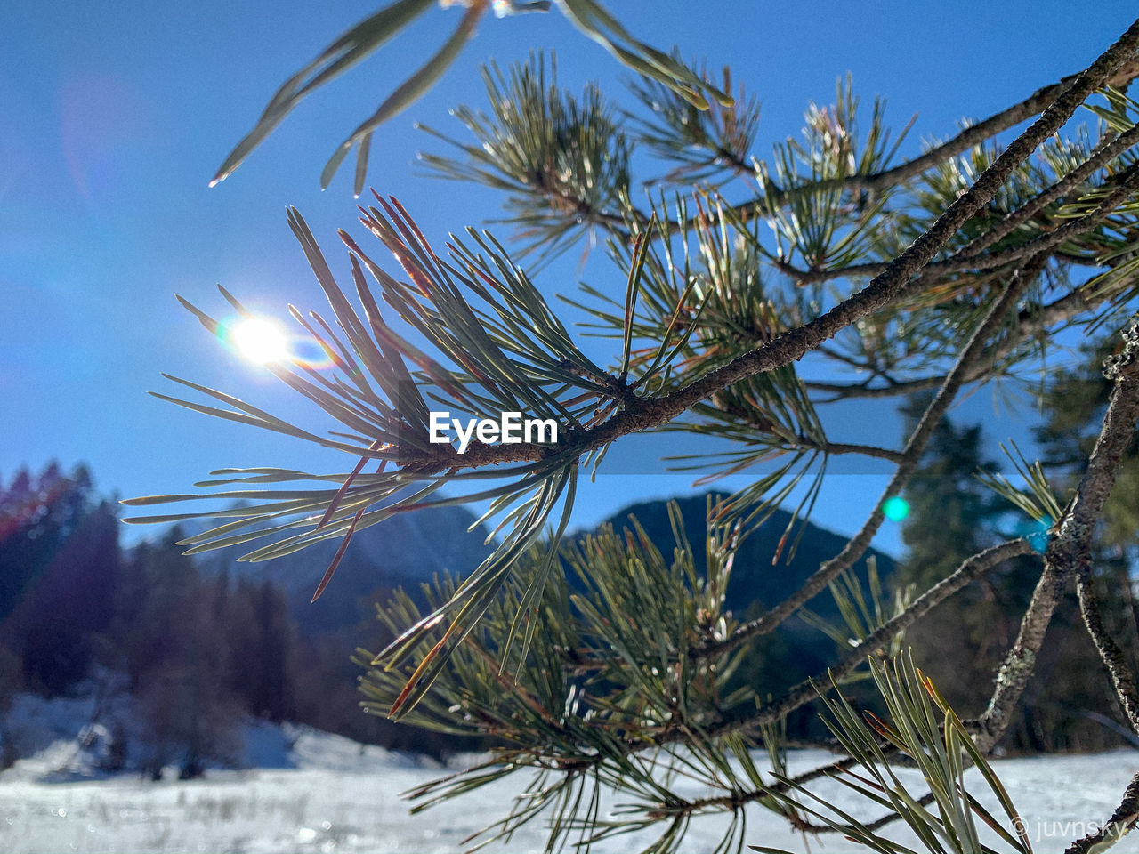 CLOSE-UP OF SNOW ON PINE TREE