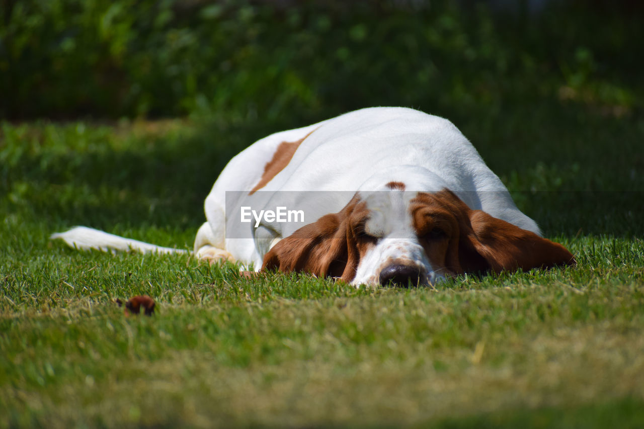 DOG RESTING IN A FIELD