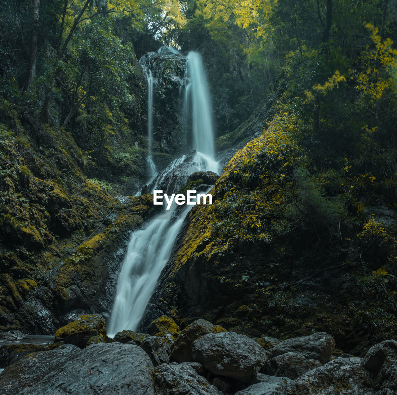 Scenic view of waterfall in forest