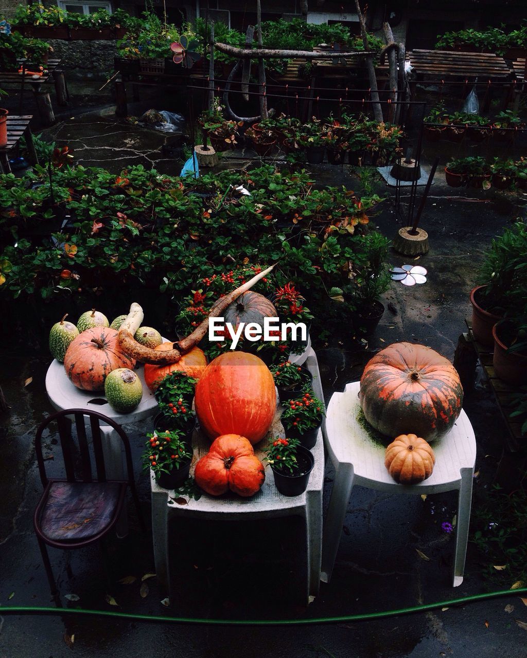 High angle view of pumpkins on stools in garden