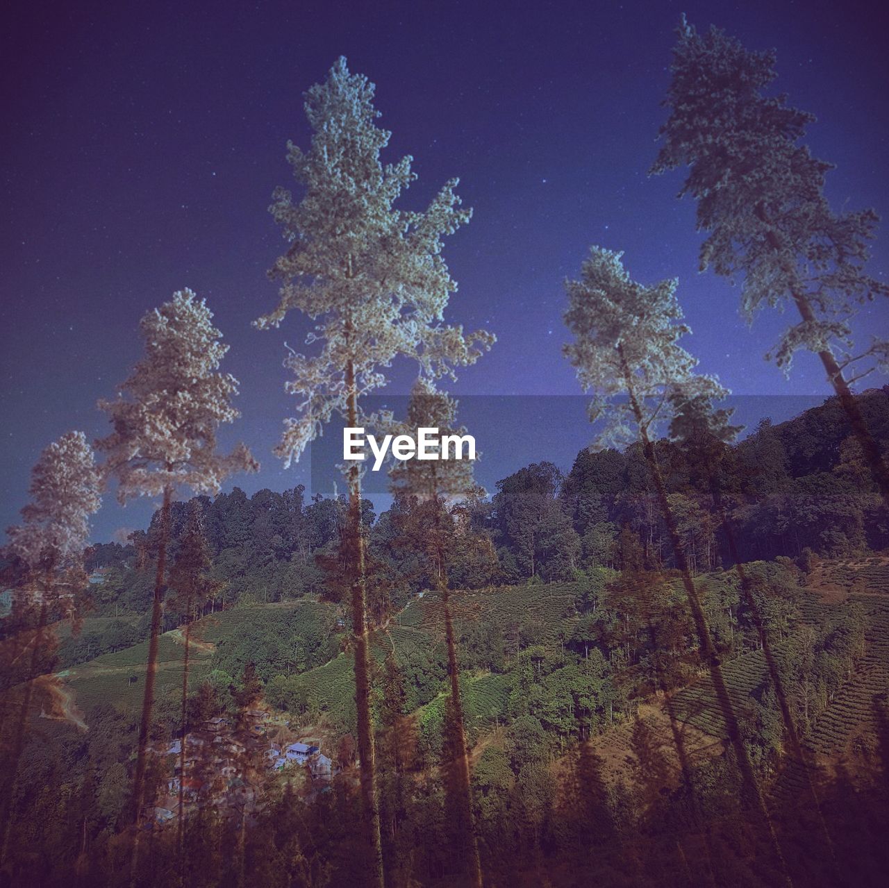 LOW ANGLE VIEW OF TREE AGAINST SKY AT NIGHT