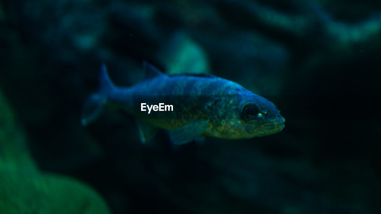 CLOSE-UP OF FISH UNDERWATER