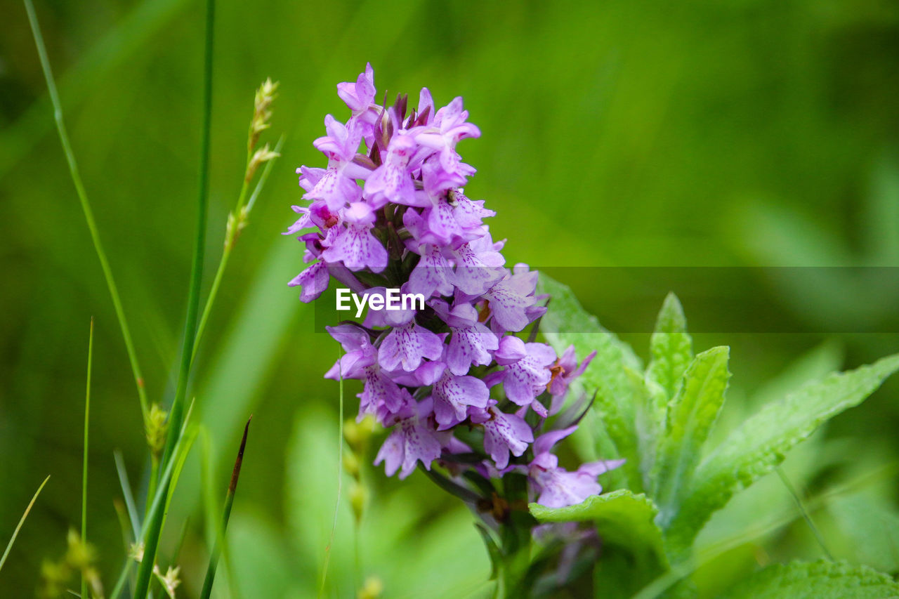 Close-up of purple flowering plant