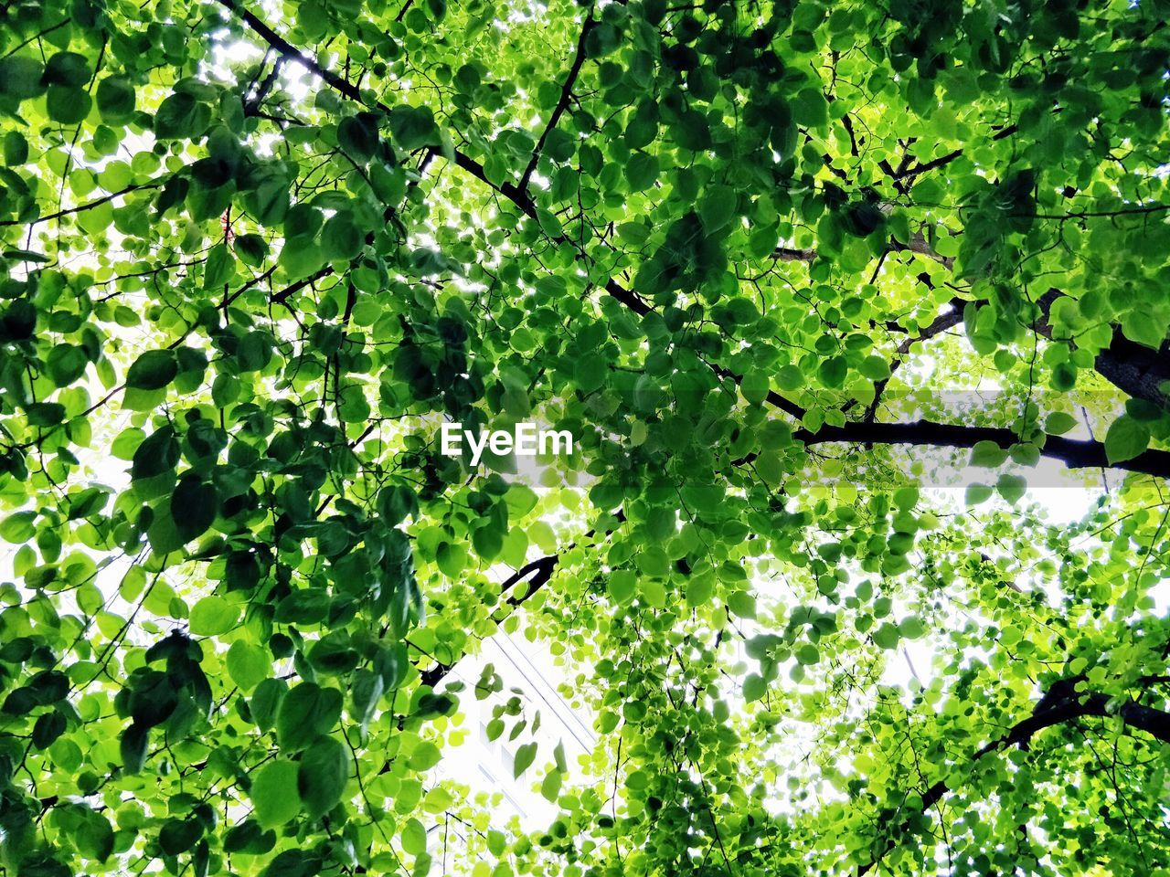 Low angle view of tree with lush green leaves