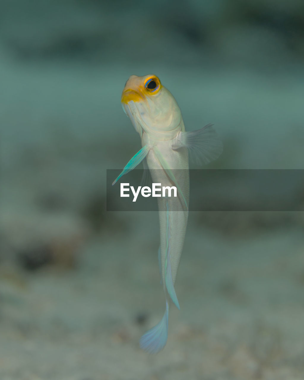 animal, animal themes, one animal, animal wildlife, fish, wildlife, sea, water, marine biology, macro photography, underwater, sea life, close-up, no people, marine, aquarium, swimming, nature, focus on foreground, transparent, outdoors