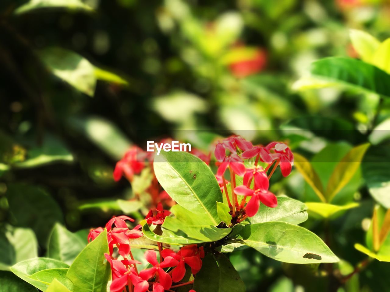 CLOSE-UP OF RED FLOWERS ON PLANT