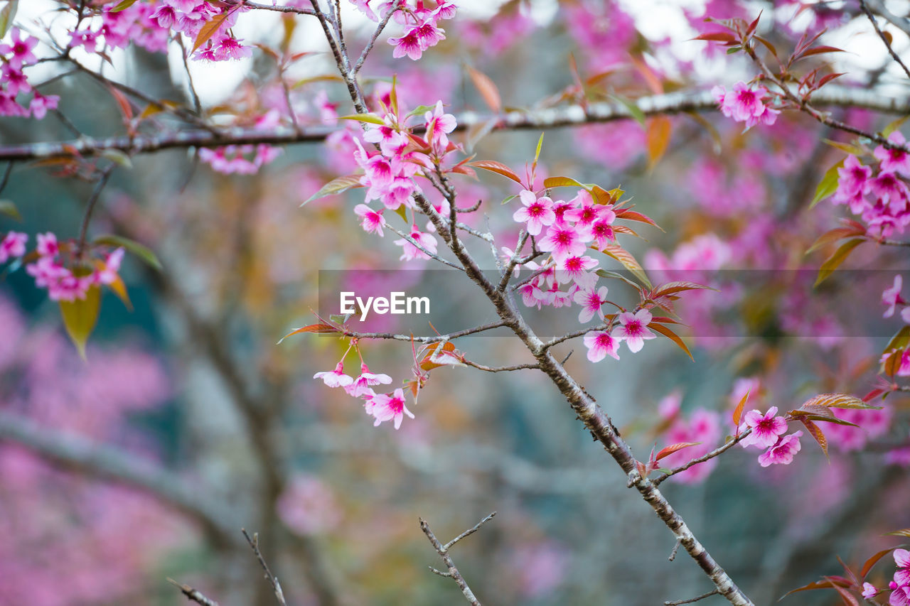 Close-up of pink flowers on branch