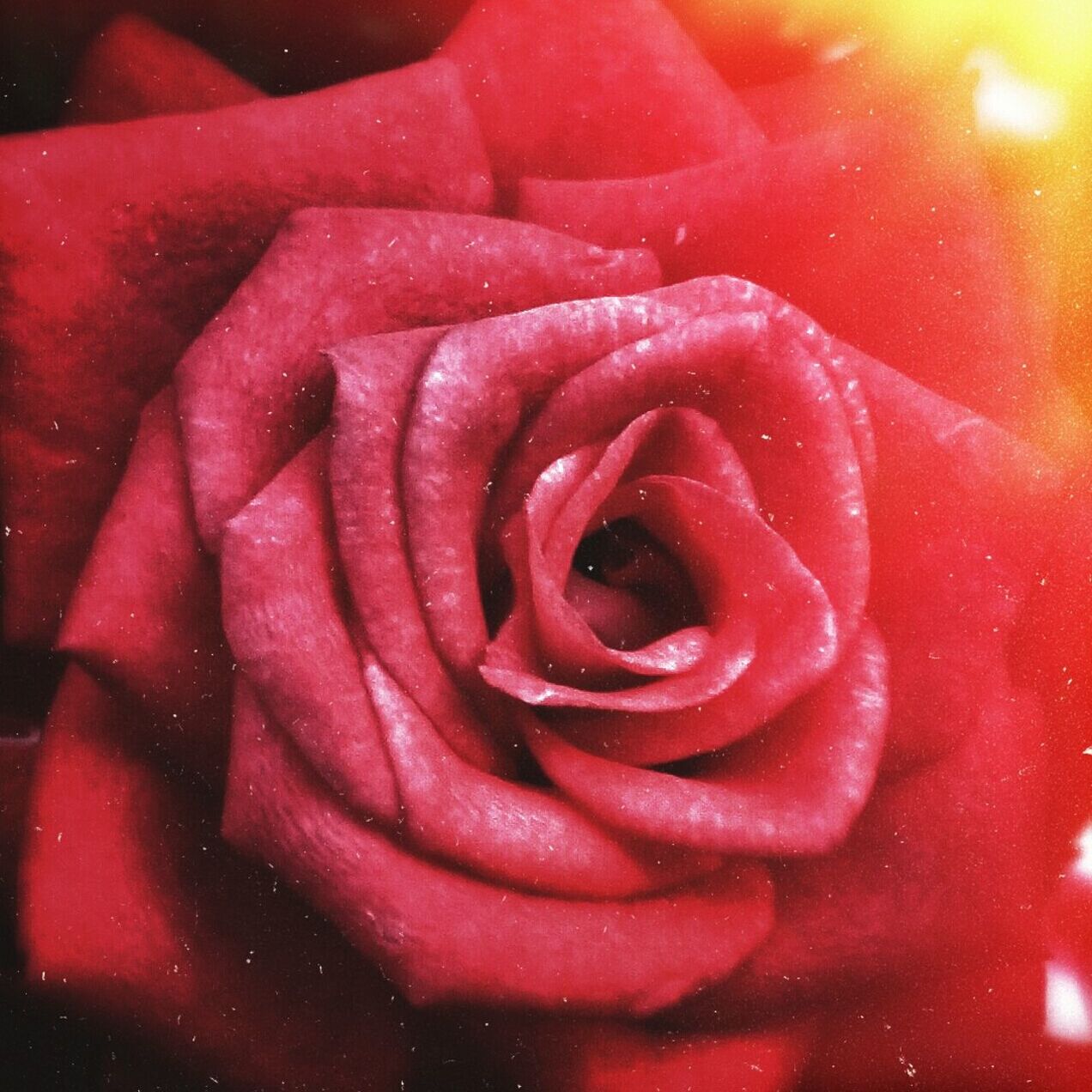 Extreme close up of red rose
