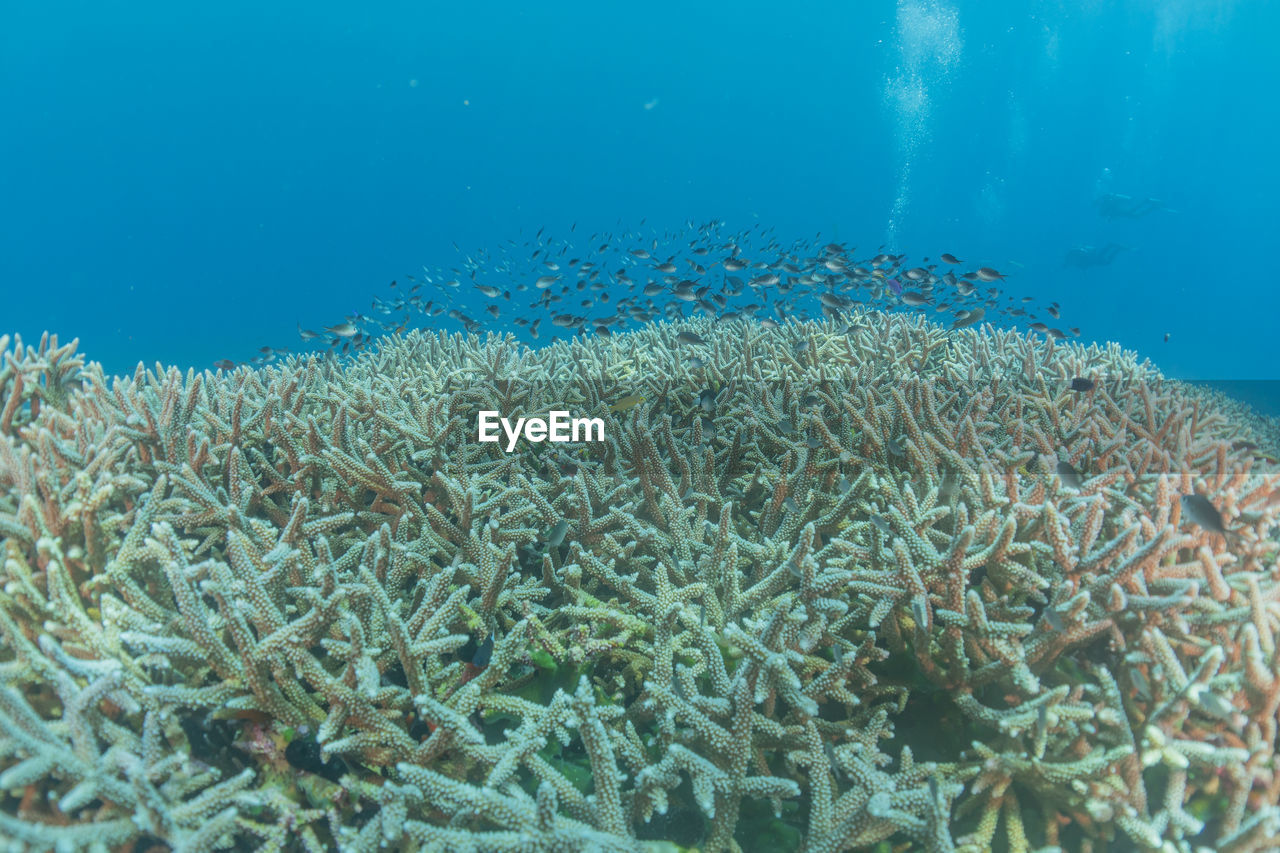 Coral reef and water plants at the tubbataha reefs, philippines