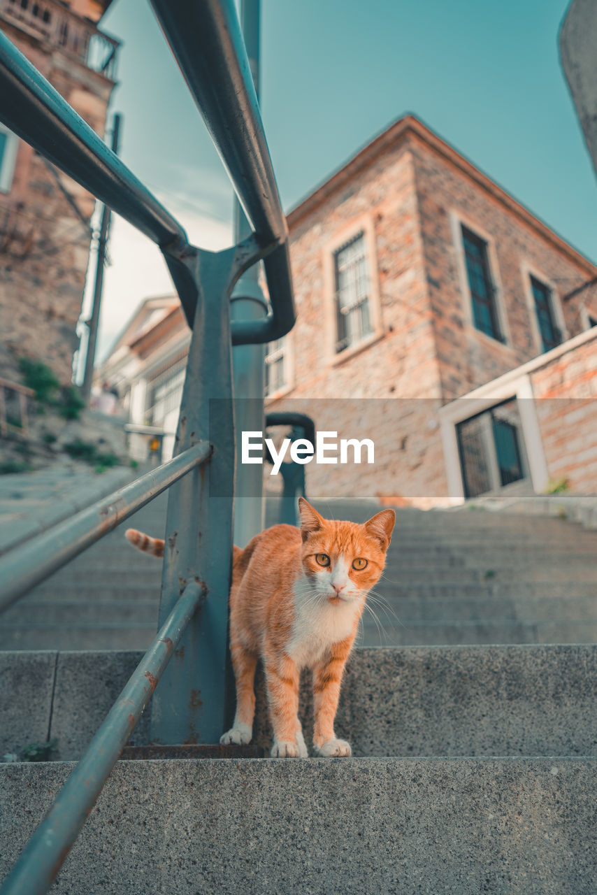 Cat on a building