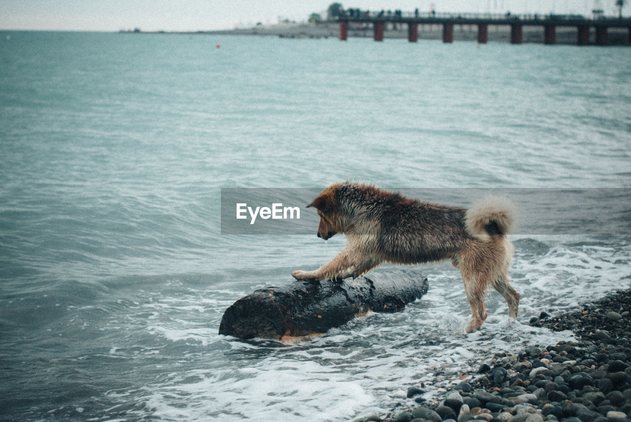 Dog in sea