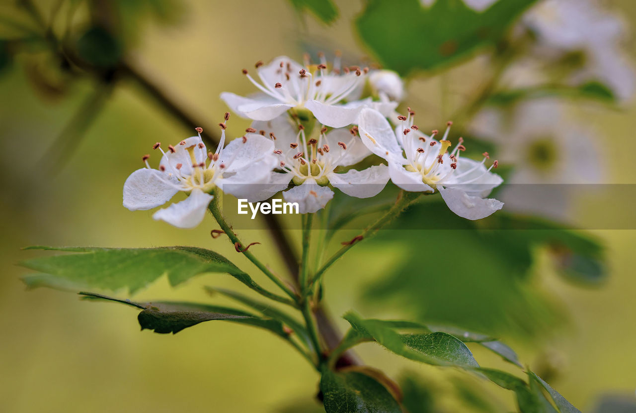 CLOSE-UP OF FRESH CHERRY BLOSSOM