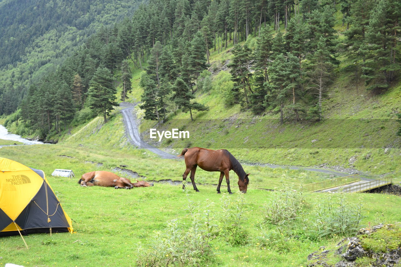 Horses on field in forest