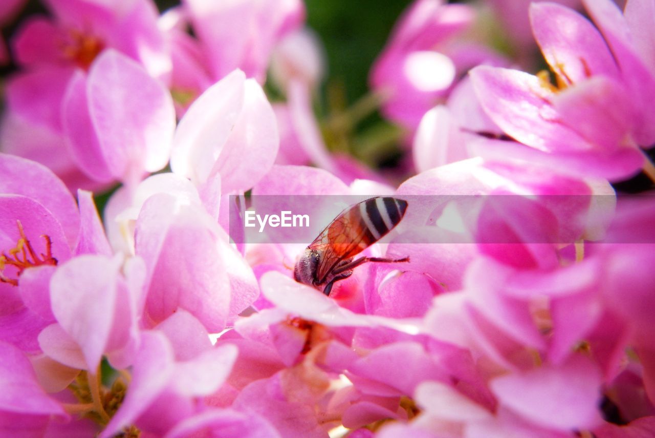 CLOSE-UP OF HONEY BEE ON PINK FLOWER