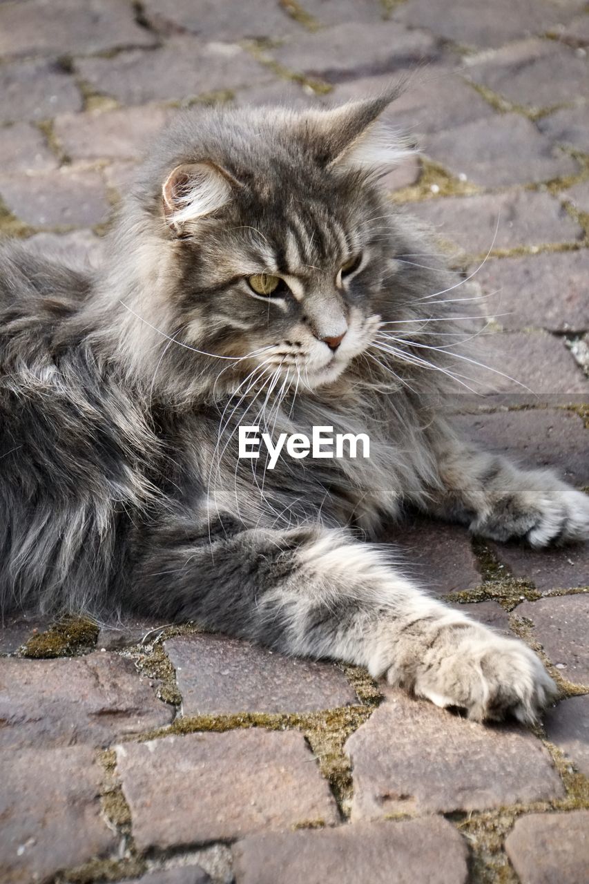 Close-up portrait of maine coon cat relaxing on footpath