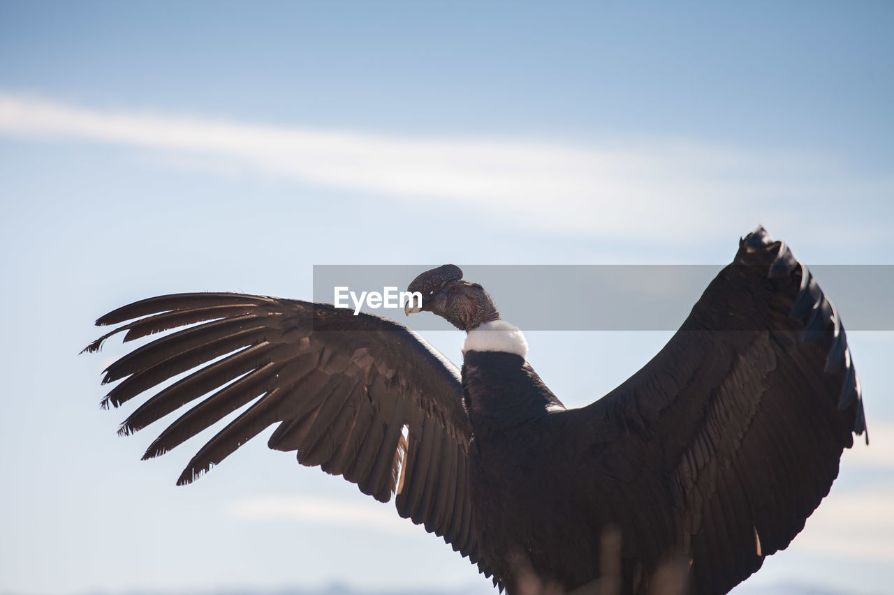 Low angle view of vulture against sky