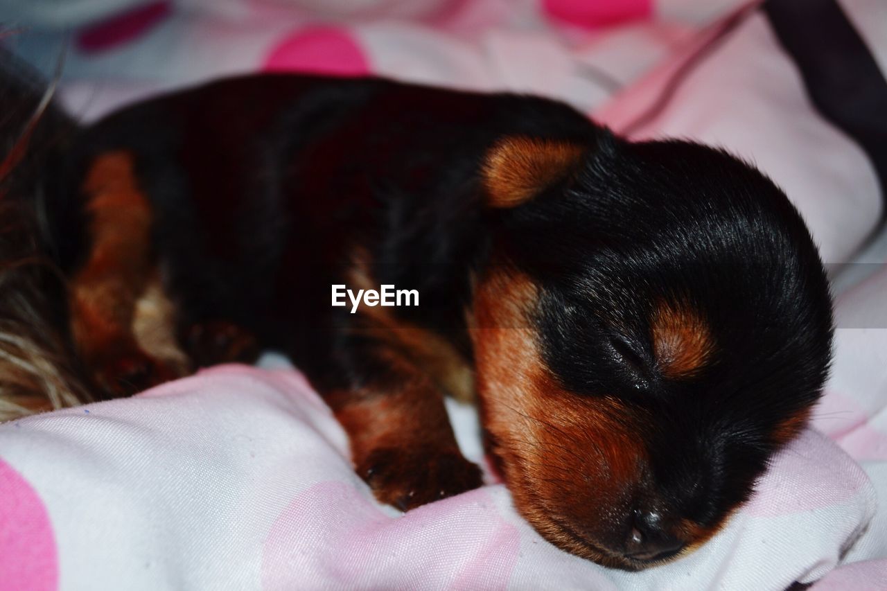 Close-up of puppy sleeping on bed at home