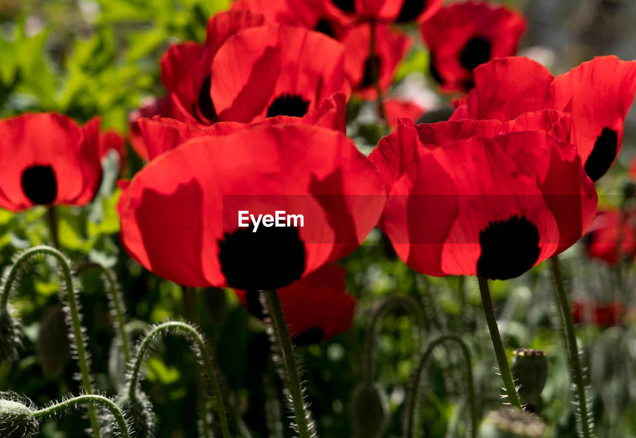 CLOSE-UP OF RED POPPY FLOWERS
